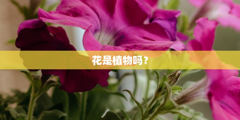 花是植物吗？