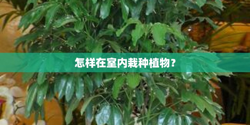 怎样在室内栽种植物？