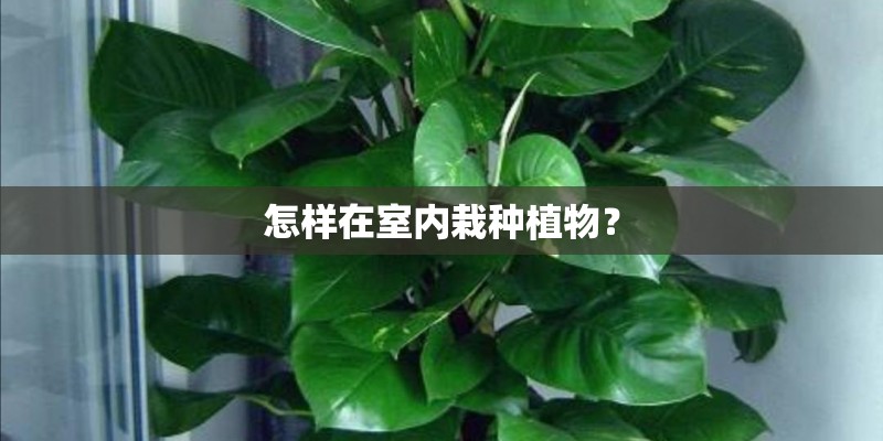 怎样在室内栽种植物？
