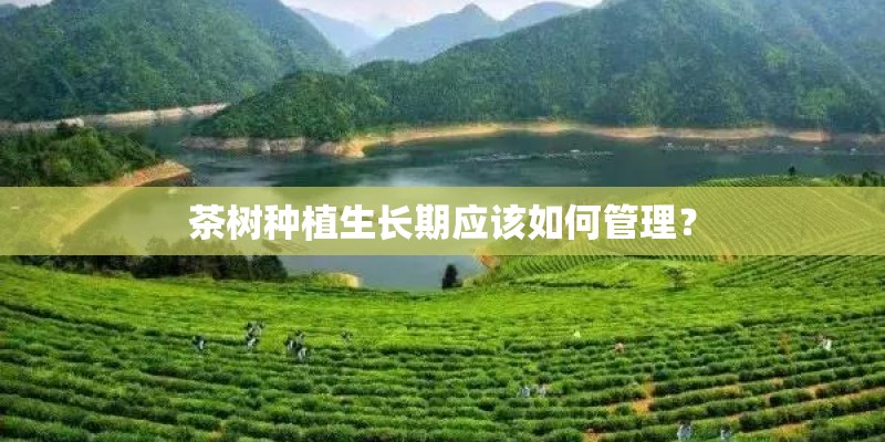 茶树种植生长期应该如何管理？