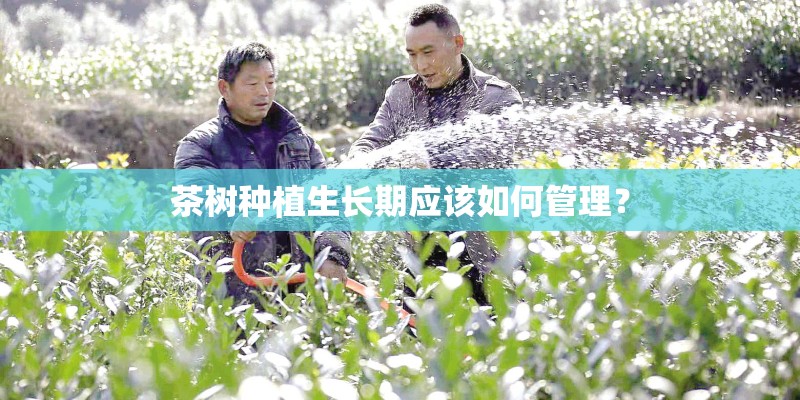 茶树种植生长期应该如何管理？