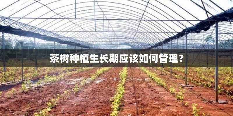 茶树种植生长期应该如何管理？