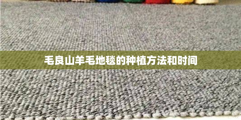 毛良山羊毛地毯的种植方法和时间