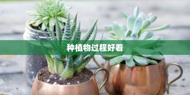 种植物过程好看