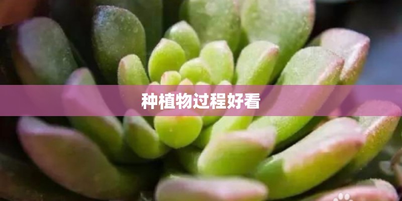 种植物过程好看