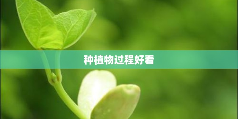 种植物过程好看