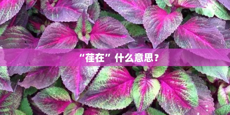 “荏在”什么意思？