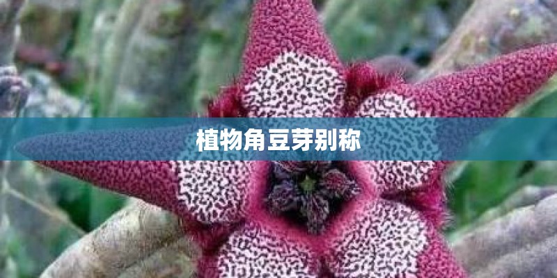植物角豆芽别称