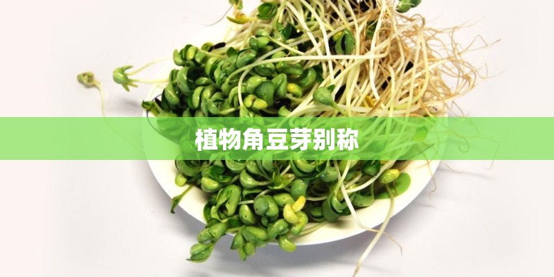 植物角豆芽别称