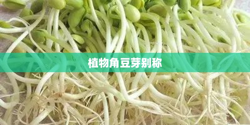 植物角豆芽别称