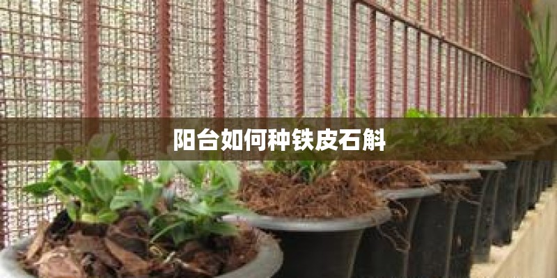 阳台如何种铁皮石斛