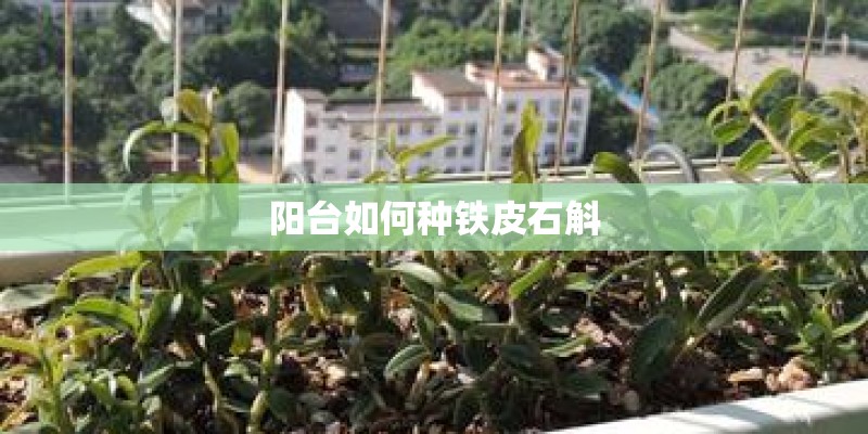 阳台如何种铁皮石斛