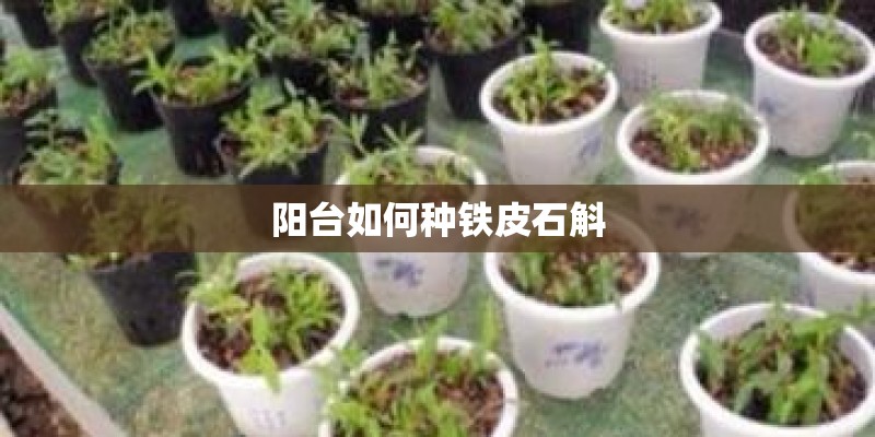 阳台如何种铁皮石斛