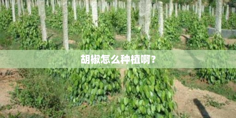 胡椒怎么种植啊？