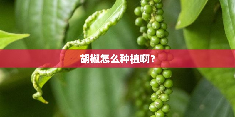胡椒怎么种植啊？
