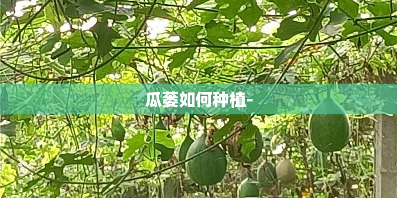 瓜蒌如何种植-