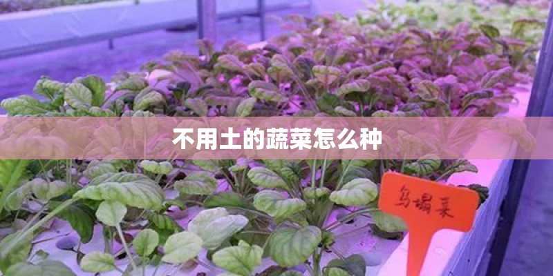 不用土的蔬菜怎么种