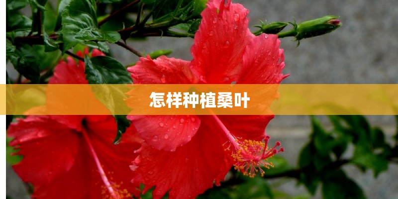 怎样种植桑叶