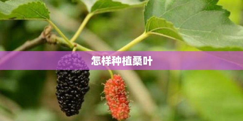 怎样种植桑叶