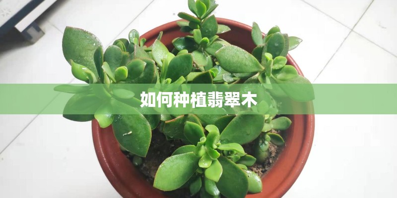 如何种植翡翠木