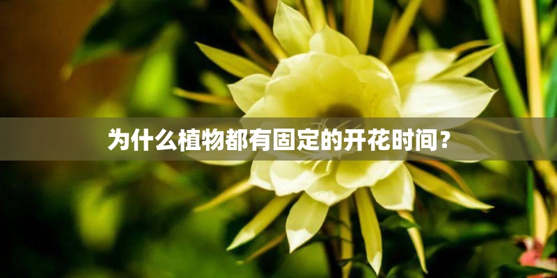 为什么植物都有固定的开花时间？