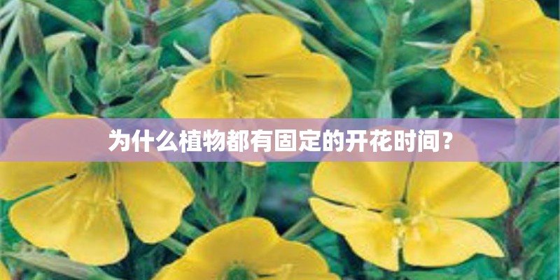 为什么植物都有固定的开花时间？