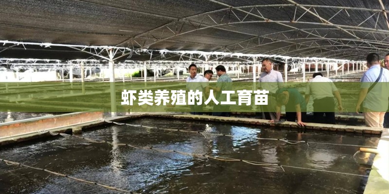 虾类养殖的人工育苗