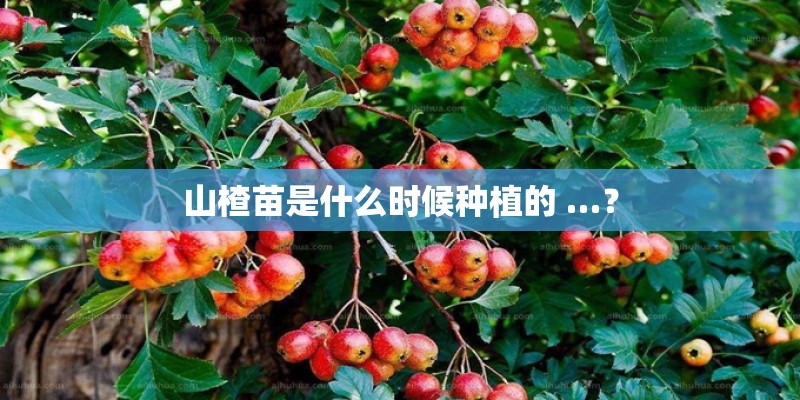 山楂苗是什么时候种植的 …？