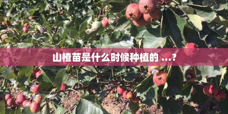 山楂苗是什么时候种植的 …？