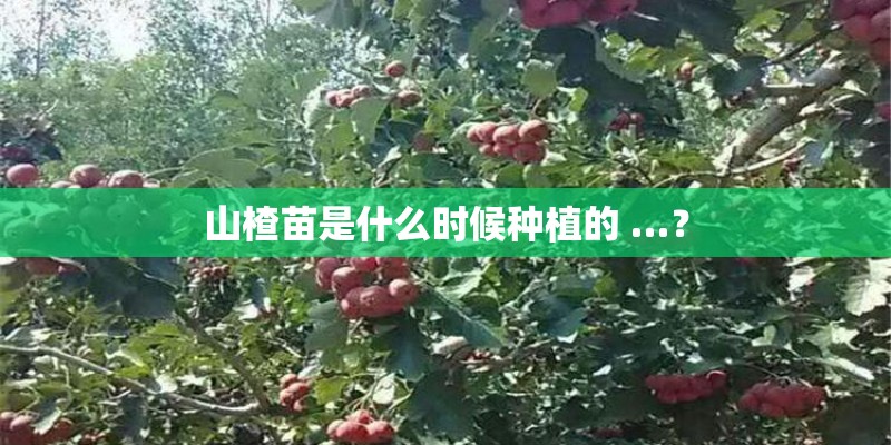 山楂苗是什么时候种植的 …？