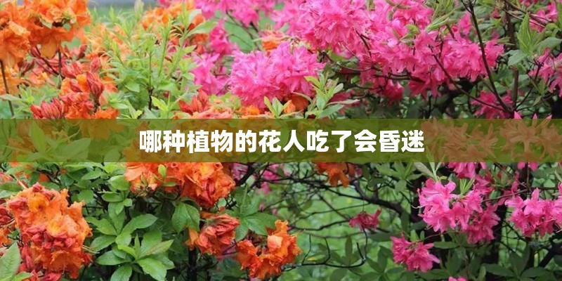 哪种植物的花人吃了会昏迷 哪种植物的花人吃了会昏迷