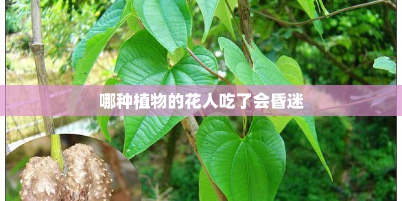 哪种植物的花人吃了会昏迷 哪种植物的花人吃了会昏迷