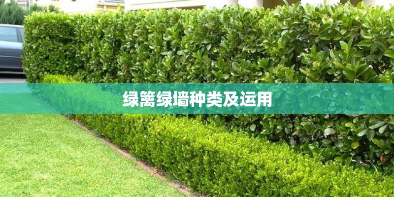 绿篱绿墙种类及运用