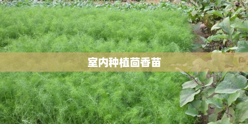 室内种植茴香苗