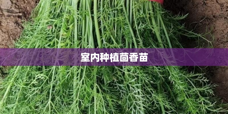 室内种植茴香苗