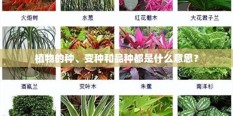 植物的种、变种和品种都是什么意思？