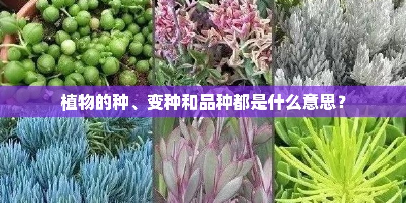 植物的种、变种和品种都是什么意思？
