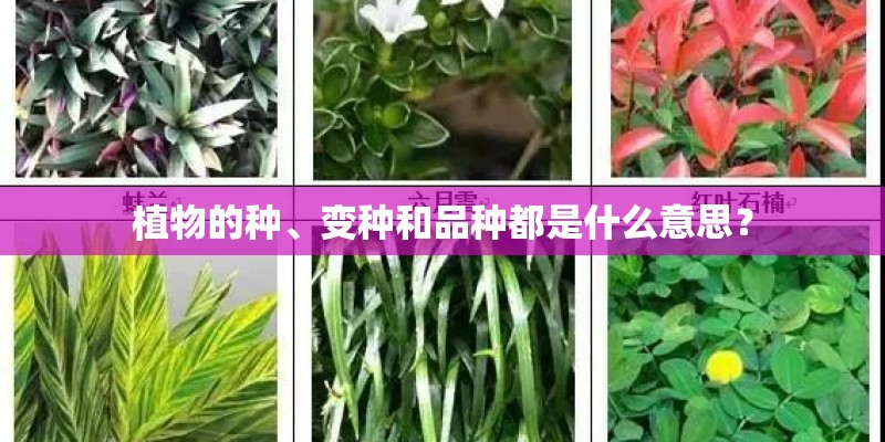 植物的种、变种和品种都是什么意思？