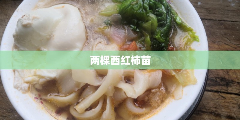 两棵西红柿苗