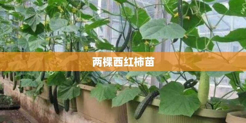 两棵西红柿苗