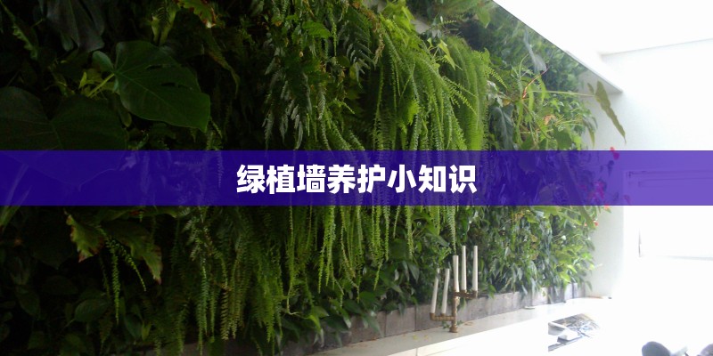 绿植墙养护小知识