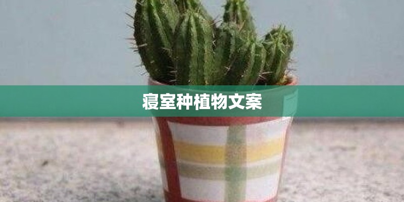 寝室种植物文案
