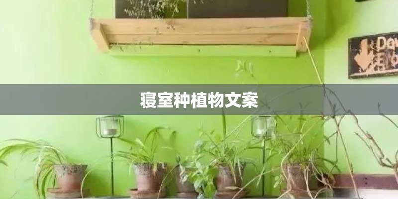 寝室种植物文案