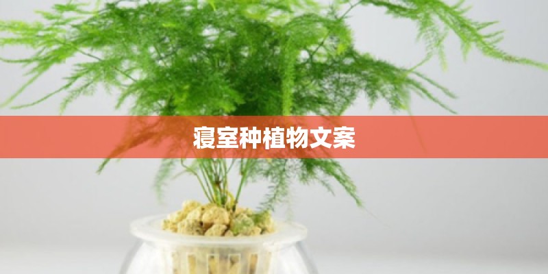 寝室种植物文案