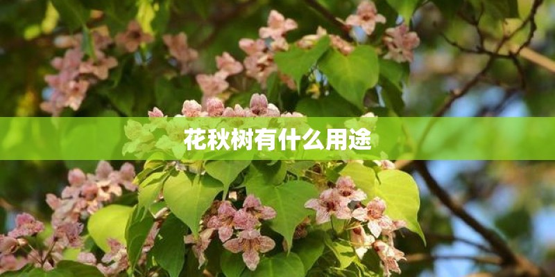 花秋树有什么用途