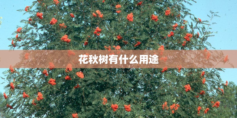 花秋树有什么用途