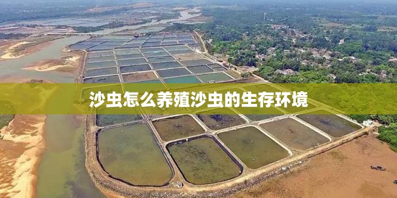沙虫怎么养殖沙虫的生存环境