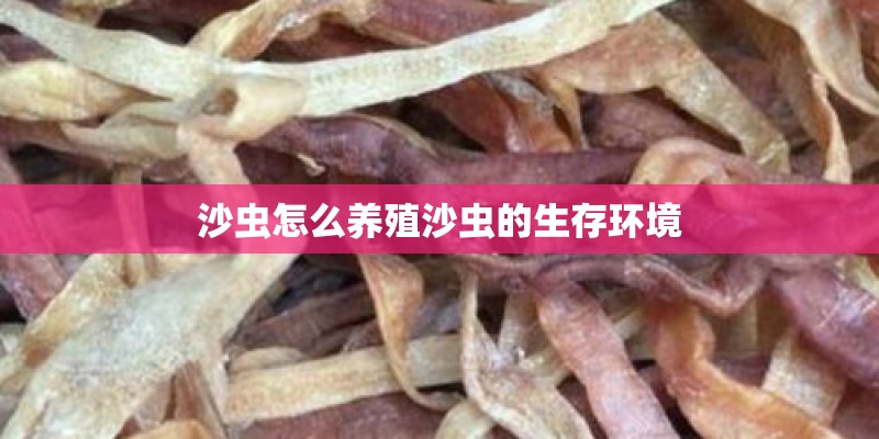 沙虫怎么养殖沙虫的生存环境