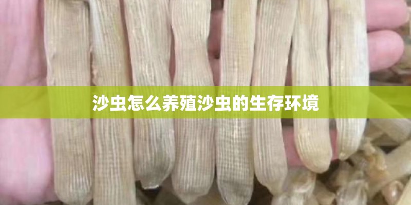 沙虫怎么养殖沙虫的生存环境