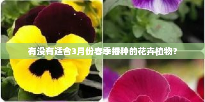 有没有适合3月份春季播种的花卉植物？